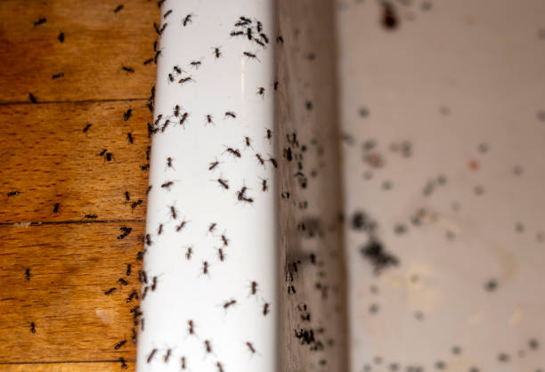 Best Commercial Pest Control Services  in South Lebanon, OH