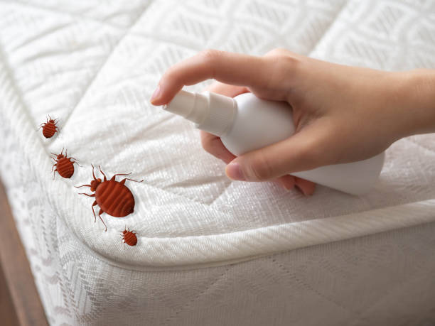 Best Spider Control Near Me  in South Lebanon, OH