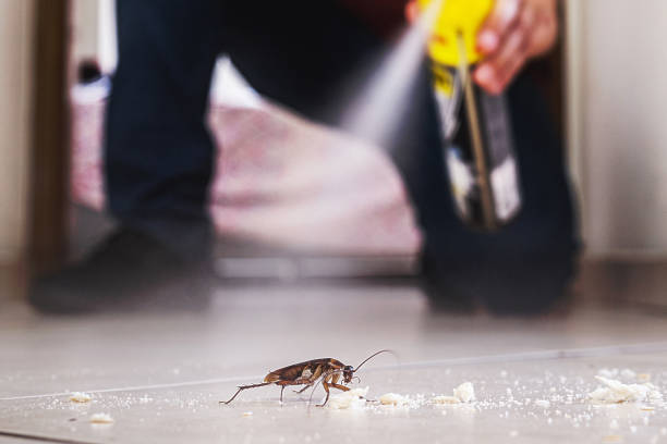 Best Pest Removal Services  in South Lebanon, OH